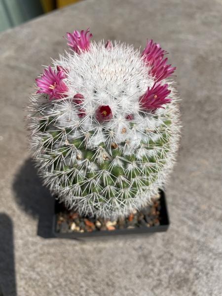 Mammillaria weiss bedornt